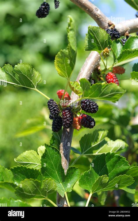 sichuan province china mulberry trees